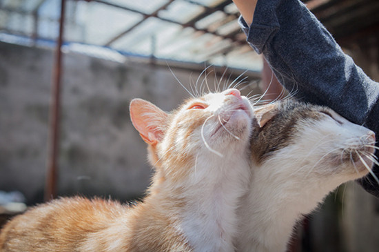 猫咪蹭人是什么意思