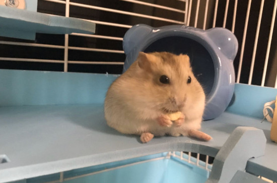 仓鼠可以吃鸡蛋吗