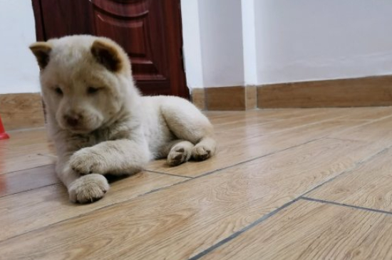 狗狗被打后怎么调整它的心理
