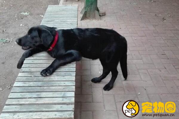 中国真正的猛犬黑狼犬，个头超大一口能咬下两斤肉