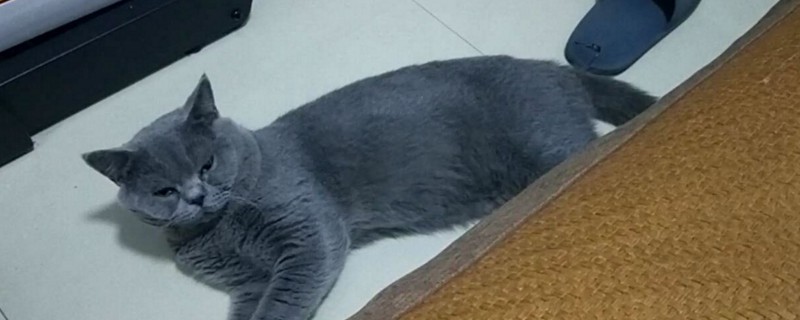 猫猫眼屎多是怎么了