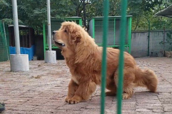 藏獒喂养要注意什么