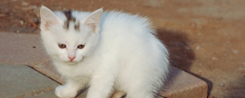猫咪发烧会自愈吗