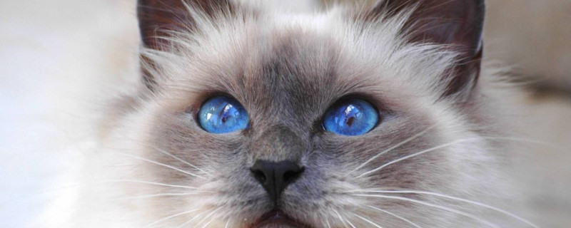 伯曼猫和暹罗猫的区别