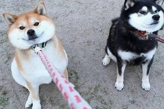 狗子宫蓄脓早期的症状