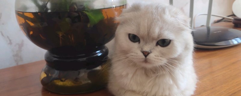 高地猫特点