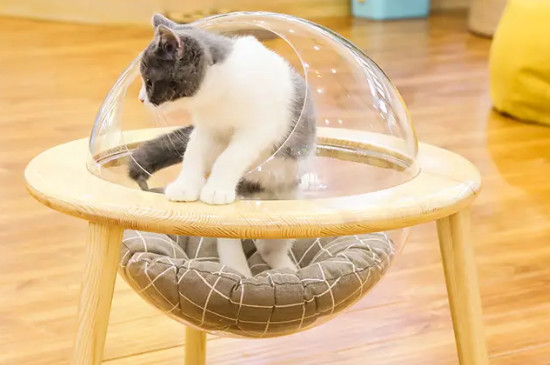 猫喜欢硬的窝还是软的