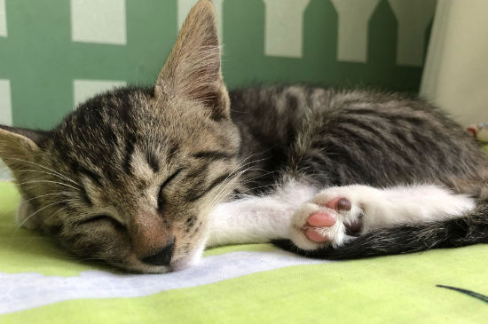 猫尿血怎么办，猫咪血尿能自己好么