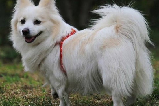 芬兰狐狸犬生存年限
