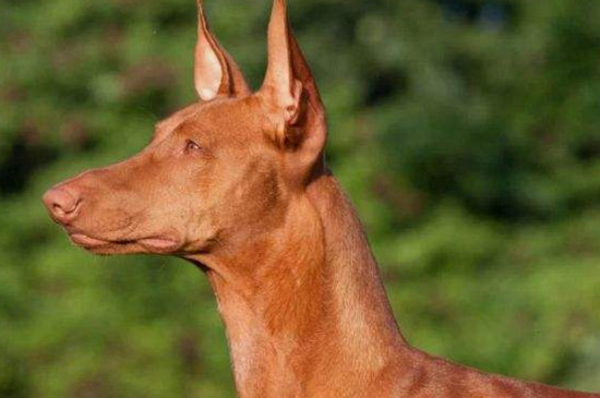 中国禁养法老王猎犬的原因，三个缺点导致法王不能养