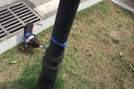 宠物猪和人亲近吗