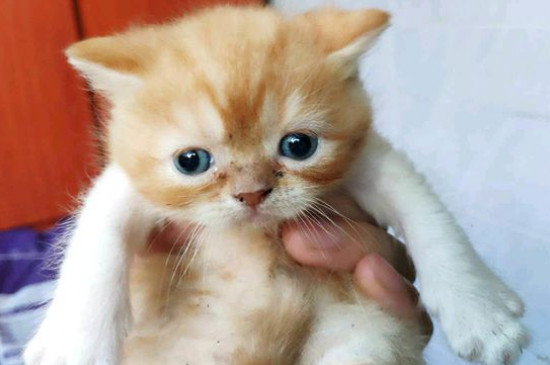 猫为什么喜欢吃鱼