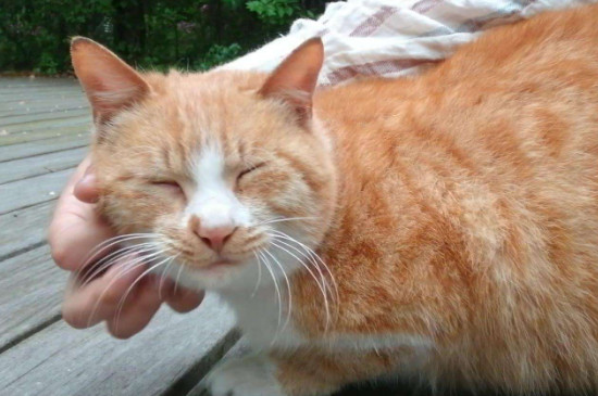 吸猫到底是对猫干嘛