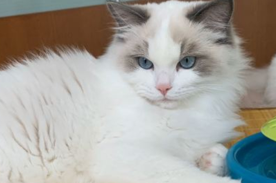 猫的睡眠一天多少小时