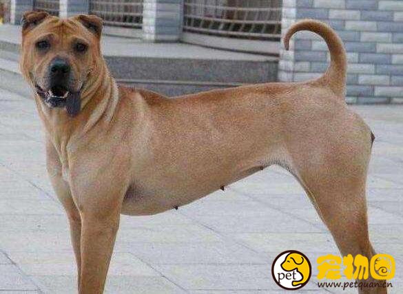 骨嘴沙皮犬才是真正的斗犬，而今却被肉沙取代