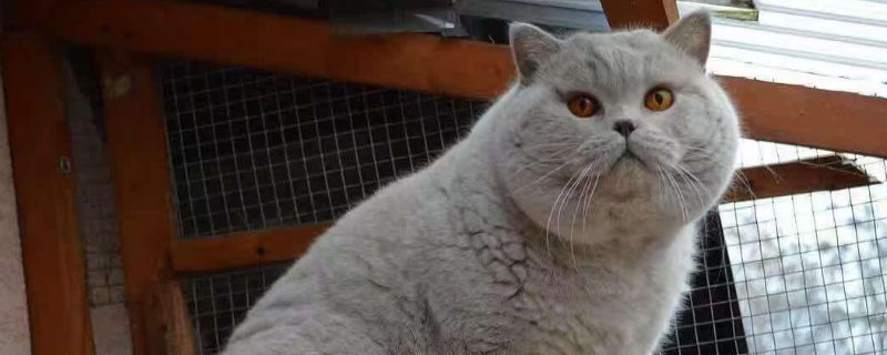 英短蓝猫洗澡注意事项