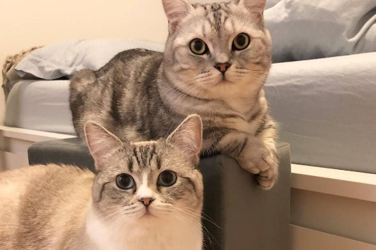 小猫上炕捏饽饽是什么意思