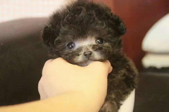 茶杯犬多少钱一只，一只茶杯犬的价格是多少