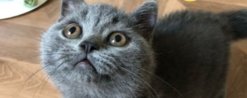 猫吐了稀糊一样的猫粮