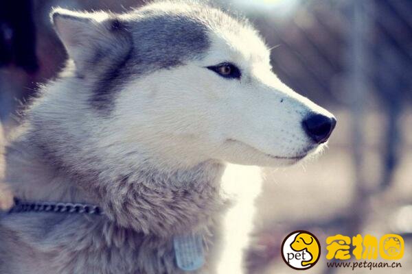 现存雪橇犬有几种，共有7类/其他的都不如三傻出名