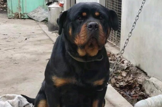 罗威纳犬性格怎样，罗威纳各阶段的性格