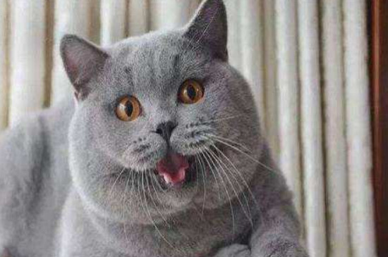 蓝猫发腮和不发腮的区别
