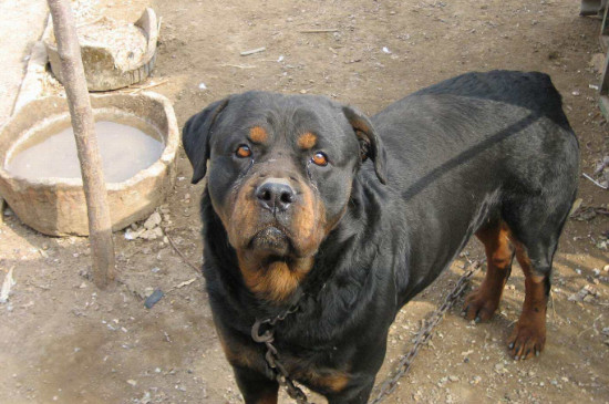 世界十大恶犬