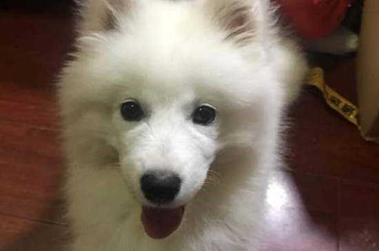 狗狗闻酒精有没有伤害