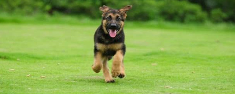 德国牧羊犬能吃生鸡蛋吗