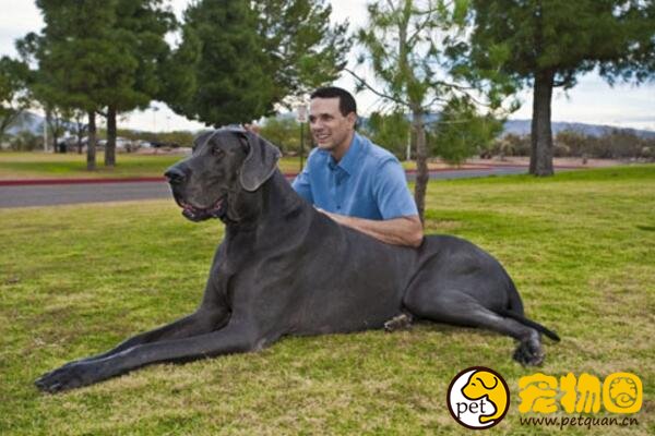 马士提夫犬是超大型犬，一餐能吃一大桶粮食(庄严高贵)