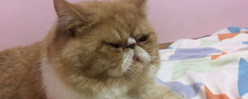 宠物可以上地铁吗