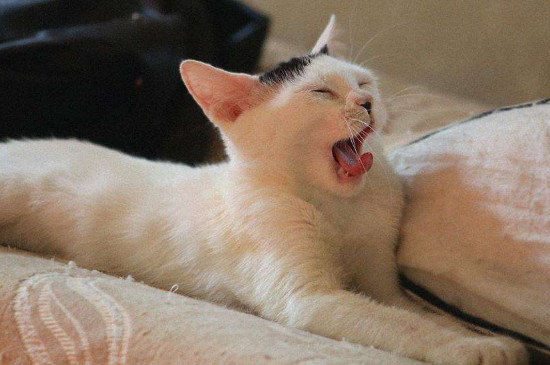 猫咪第一胎一般生几只