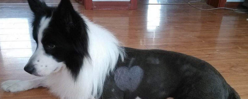 边境牧羊犬能剃毛吗