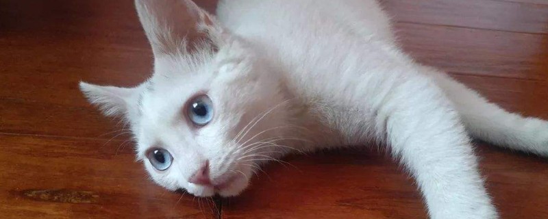 化毛膏多久给猫吃一次