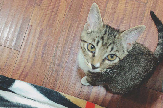 猫咪打嗝是怎么回事