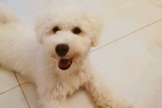 比熊犬适合养一对吗