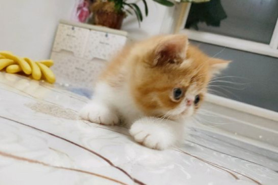 猫咪驱虫多久一次