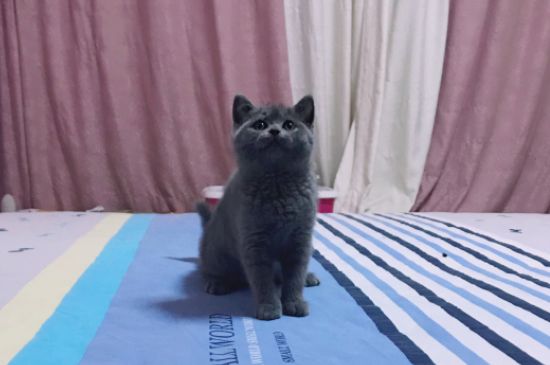 母猫怀孕多久生小猫