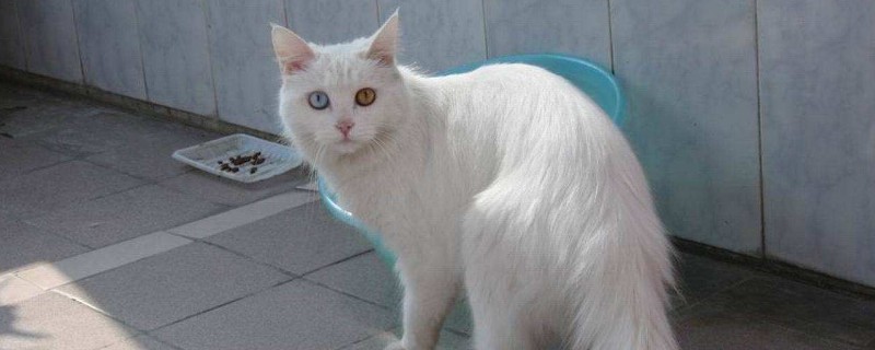 猫白血病能治愈吗