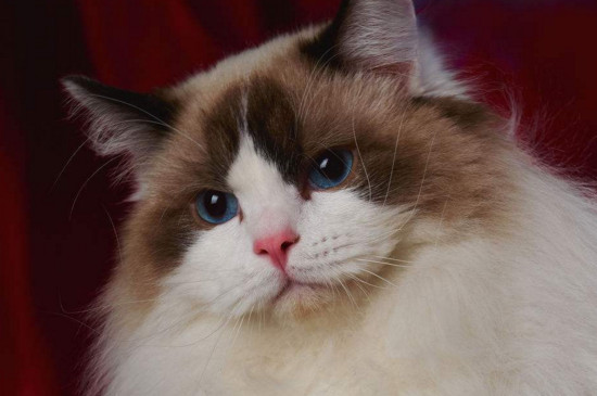 布偶猫为什么这么贵，什么原因导致布偶猫价格如此高