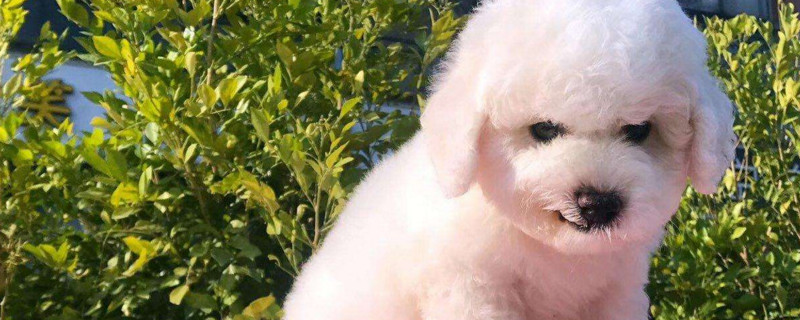 比熊犬难产症状