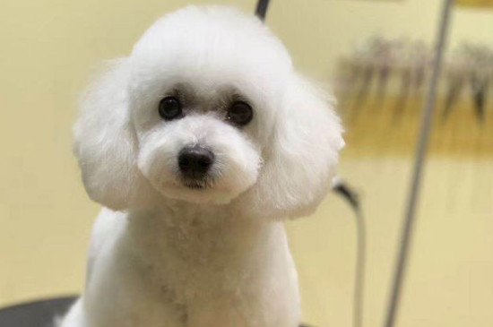 纯种比熊犬怎么辨别，比熊如何看纯不纯