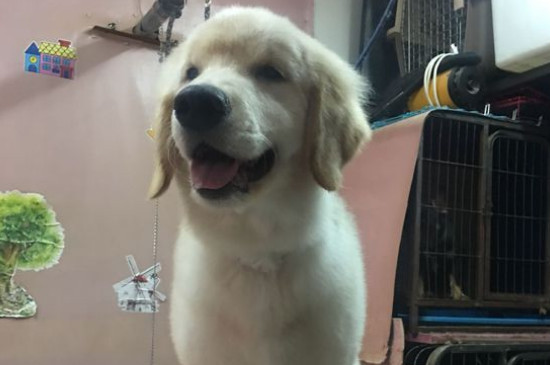 金毛犬性格怎么样，关于金毛的脾气特点介绍