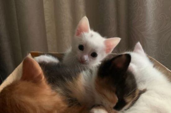 猫咪应激反应怎么缓解