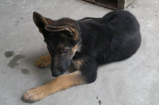 德国牧羊犬幼犬怎么养，四招教你养好德牧幼犬