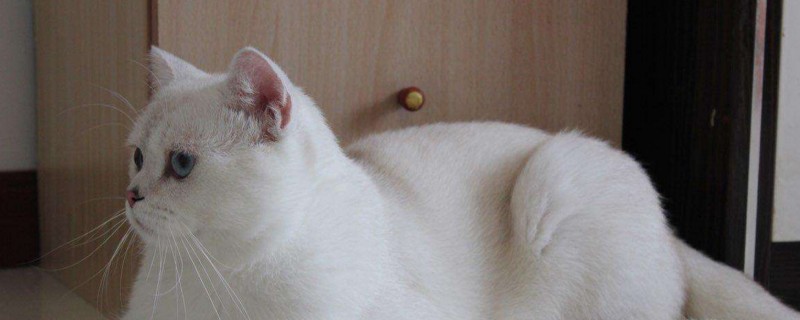 英短母猫多大可以配种
