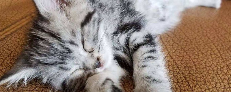 猫咪感冒怎么办