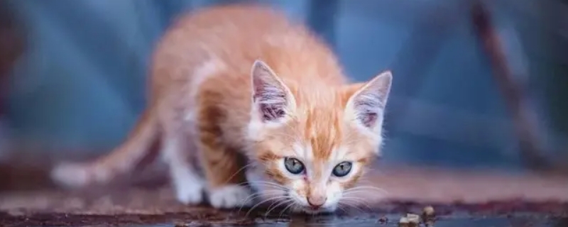 猫咪可以喝可乐吗