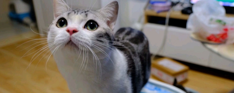 小猫肚子咕咕叫是怎么回事