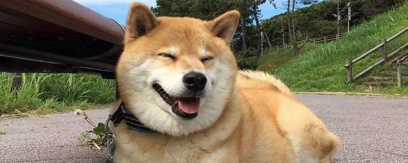柴犬为什么会笑